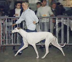 Hanne showing a white Greyhound
