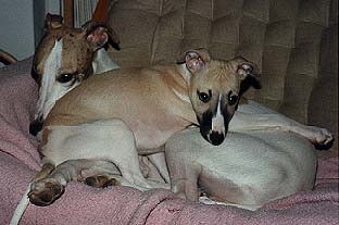 About Whippets