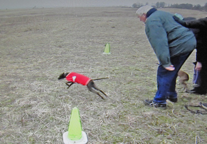 More about Lure coursing