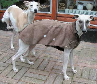 winter coat torn with many wild chases!