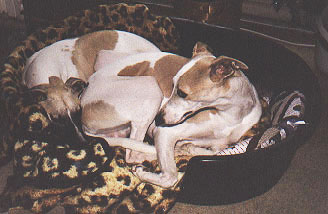 Dee Jay and Magnus sharing a bed for one!