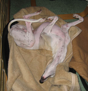 Whippet sleeping 2024